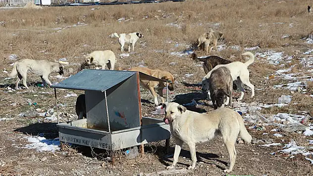 Karatay Belediyesi sokak hayvanlarına sahip çıkıyor