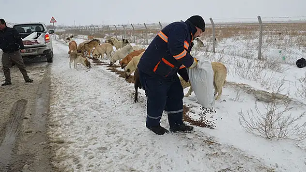 Karatay Belediyesi sokak hayvanlarına sahip çıkıyor