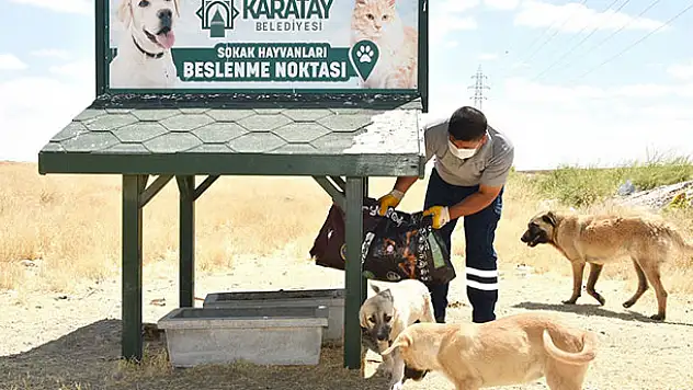 Karatay Belediyesi, sokak hayvanlarını yalnız bırakmıyor
