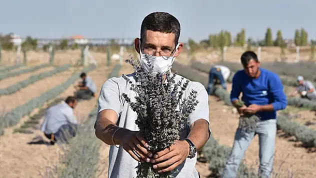 Karatay'da lavantaların ikinci hasadı yapıldı