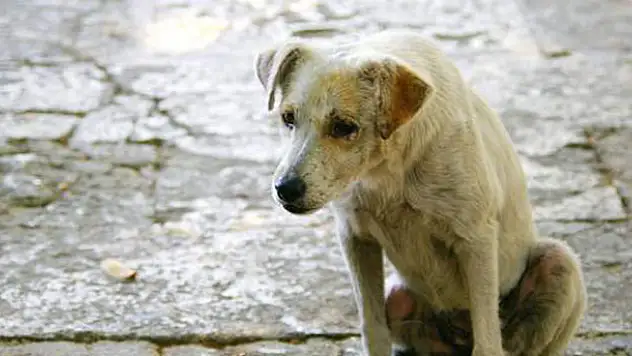 Karatay'da sahipsiz köpekler toplanıyor