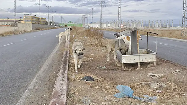 Karatay'da sokak hayvanları için doğaya yem bırakıldı