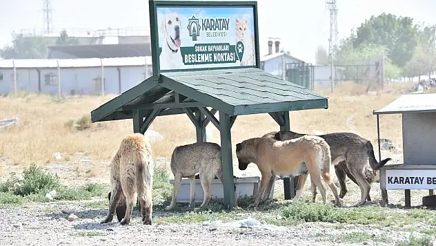 Karatay'da sokak hayvanları için yeni beslenme istasyonları kuruluyor