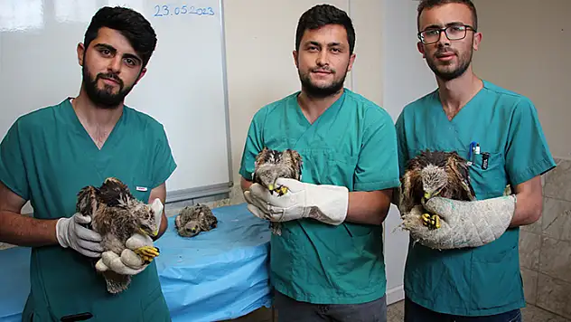 Karatay Hayvanat Bahçesi, annesiz kalan 4 kartal yavrusuna sahip çıktı

