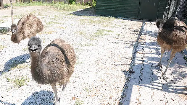 Karatay Hayvanat Bahçesi'nin yeni üyeleri: Emu Kuşları