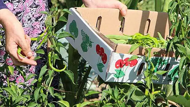 Karatay Hobi Bahçeleri'nde hasat bereketi yaşanıyor