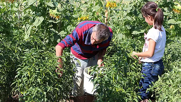 Karatay Hobi Bahçeleri'nde hasat zamanı