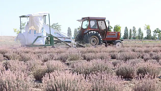 Karatay Lavanta Bahçeleri'nde hasat zamanı
