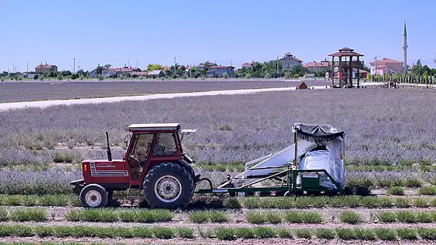 Karatay Lavanta Bahçeleri'nde hasat zamanı
