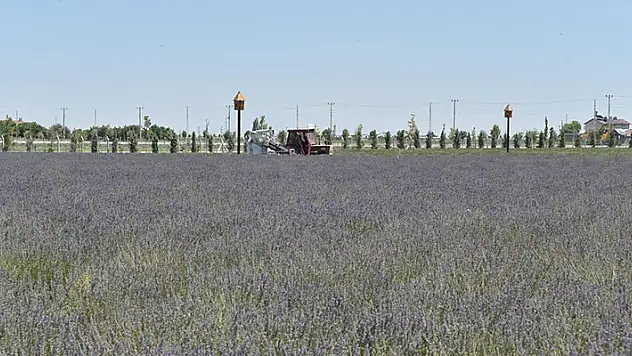 Karatay Lavanta Bahçesi'nde hasat zamanı