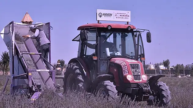 Karatay Lavanta Bahçesinde hasat başladı
