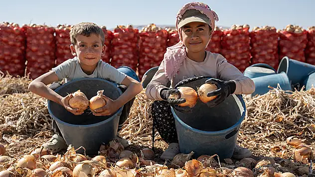 Karatay'da soğan hasadı başladı