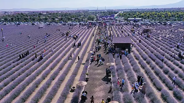 Karatay'ın lavantası ekonomiye katkı sağlıyor