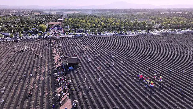 Karatay'ın mor güzelliği rekorla taçlandı