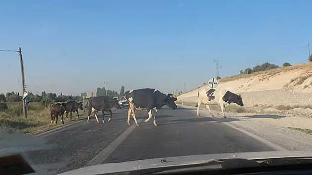 Karayoluna çıkan inek sürüleri yol güvenliğini tehlikeye düşürüyor