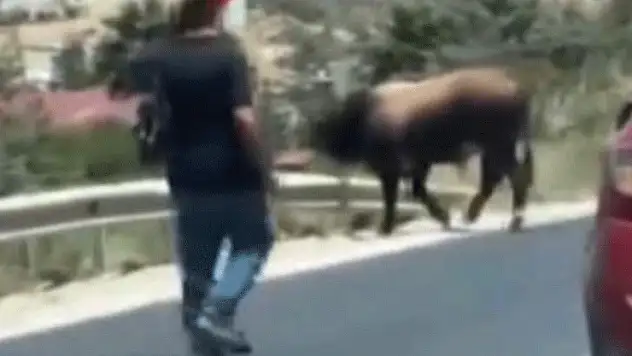 Karayolunda trafiği durduran boğa, sahiplerine korku dolu anlar yaşattı