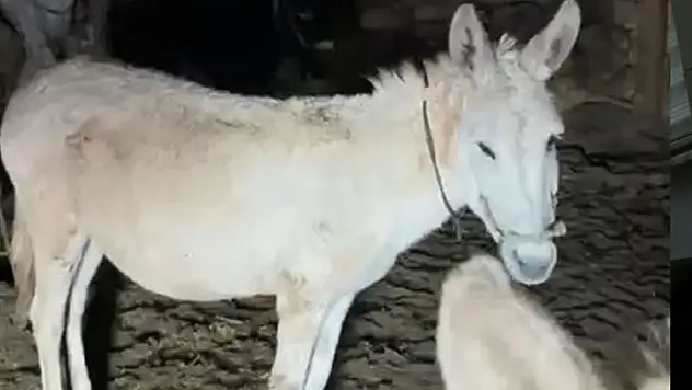 Kardan etkilenen eşekleri sahiplenip, bakmaya başladı