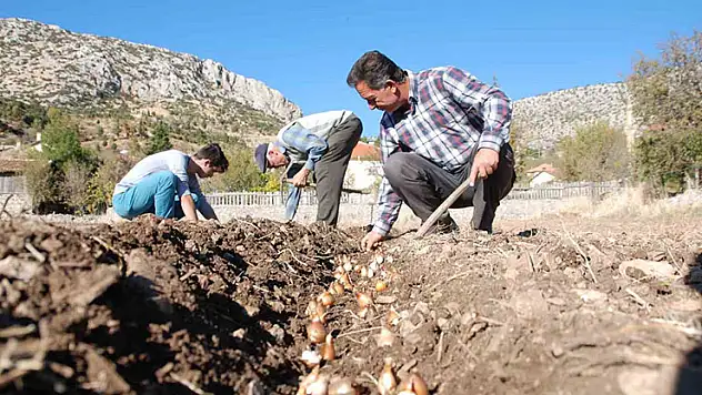 Kardelen soğanlarının doğadan sökümü yasaklandı