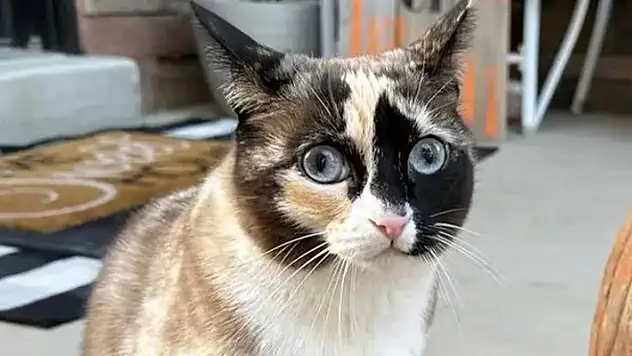 Kargo kutusuna gizlice girdi, Binlerce kilometre uçan kedi!
