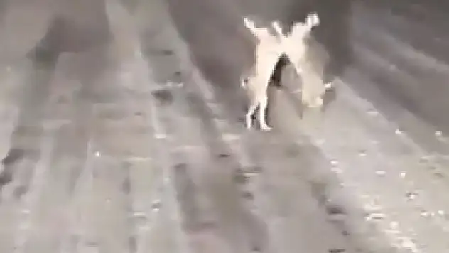 Karla kaplı yolda tavşanların  gülümseten kavgası
