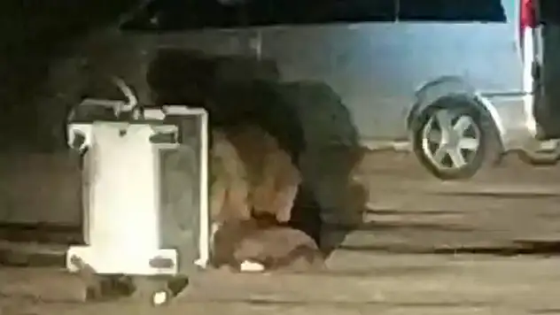 Karnı acıkan ayı ailesi yemek bulmak için piknik alanına indi
