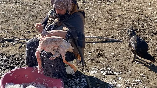 Kars kazının tanesi 1200 TL

