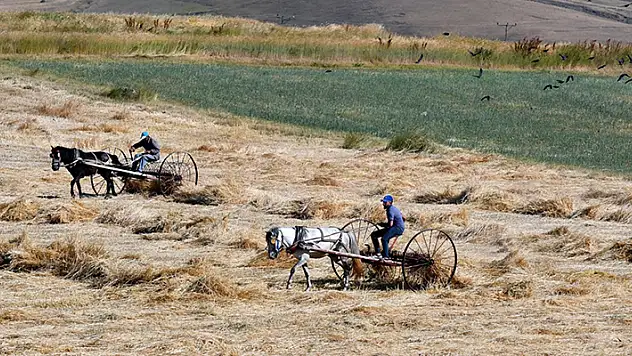 Kars'ta çiftçiler bunaltıcı sıcakta arpa hasat ediyor
