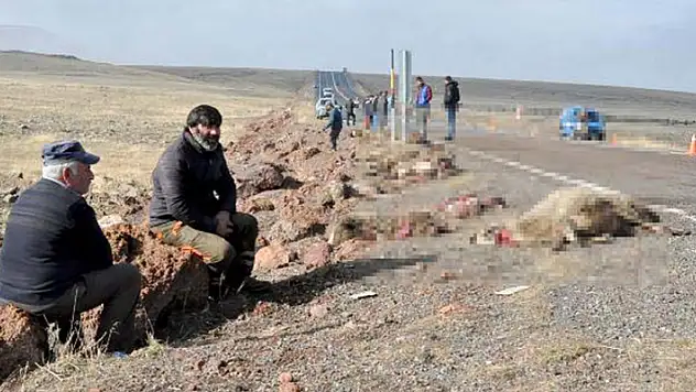Kars'ta tur minibüsü, sürüye çarptı: 25 koyun telef oldu