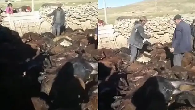 Karst'ta kurt dehşeti: 190 koyun öldü