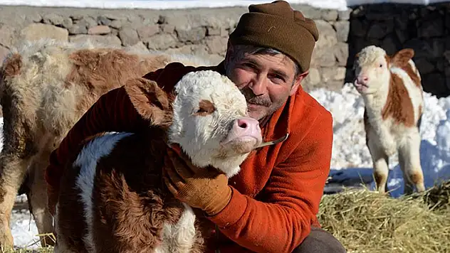 Kars'ta besiciler sıfırın altında 10 derecede zorlu mesai yapıyor