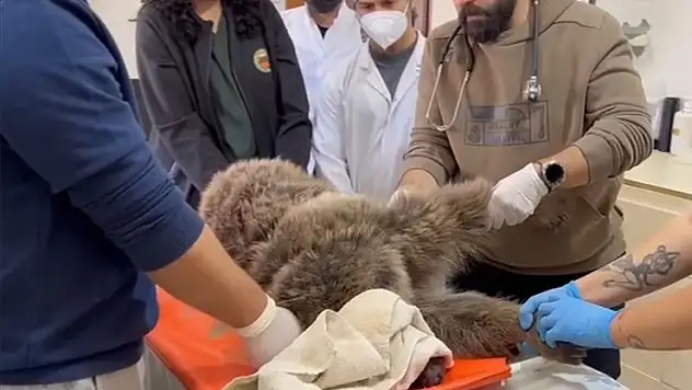 Kars'ta bitkin bulunan yaralı bozayının tedavisi sürüyor