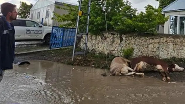 Kars'ta elektrik akımına kapılan 2 büyükbaş hayvan telef oldu
