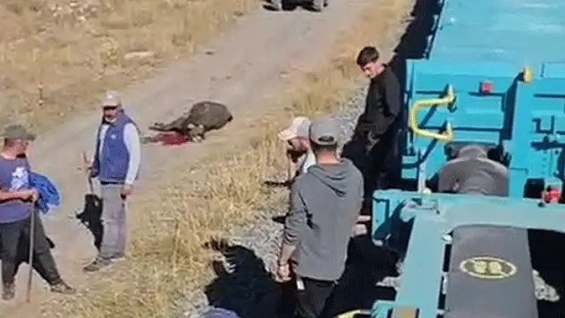 Kars'ta yük treninin çarptığı 5 hayvan telef oldu