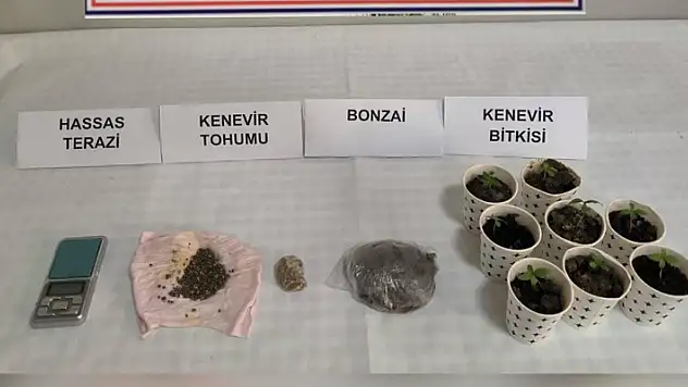 Karton bardakta ekili kenevir ele geçirildi
