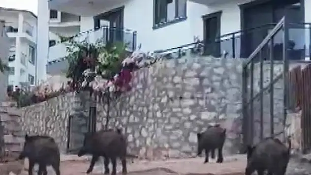 Kaş'ta yaban domuzları kent merkezine inip, yiyecek aradı
