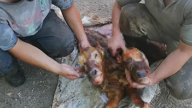Kastamonu'da çift başlı buzağı ölü doğdu
