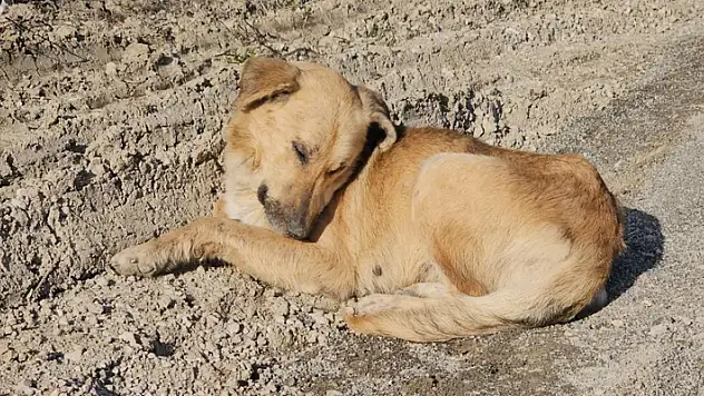 Kastamonu'da dehşet veren olay: 10 köpeği uyuşturup araziye attılar

