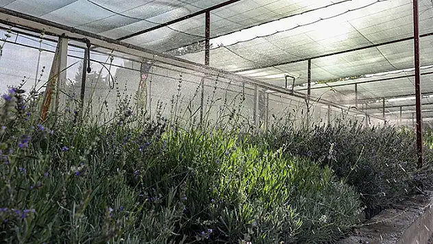 Kavurucu sıcaklardan fidanları korumak için 120 personel 7/24 mesaide
