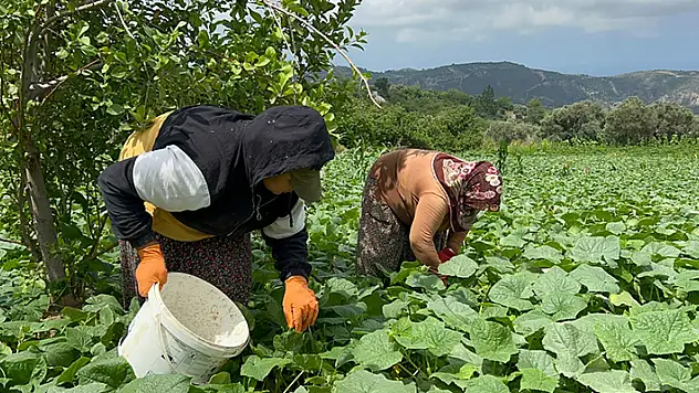 Kavurucu sıcakta 700 TL yevmiyeyle yapılan zorlu hasatta salatalık tarladan 5 TL'den alıcı buluyor
