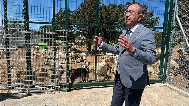 Meram, sokak hayvanları sorununu çözdü