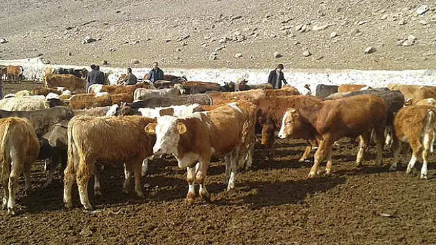 Kaybolan büyükbaş hayvanları jandarma buldu