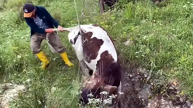 Kaybolan dana 10 gün sonra kuyuda bulundu
