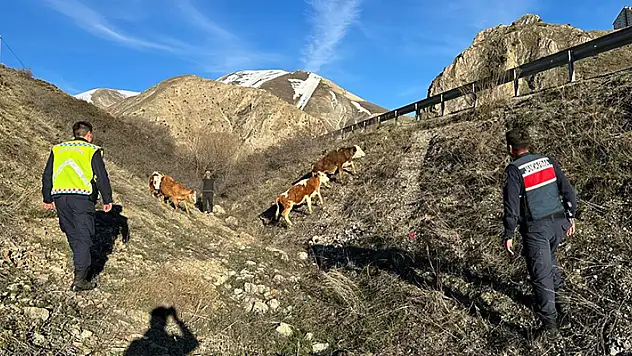 Kayıp 4 büyükbaş hayvanı jandarma drone ile buldu
