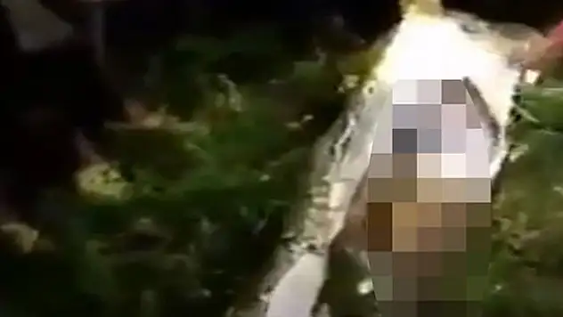 Kayıp şahıs, dev pitonun midesinden çıktı