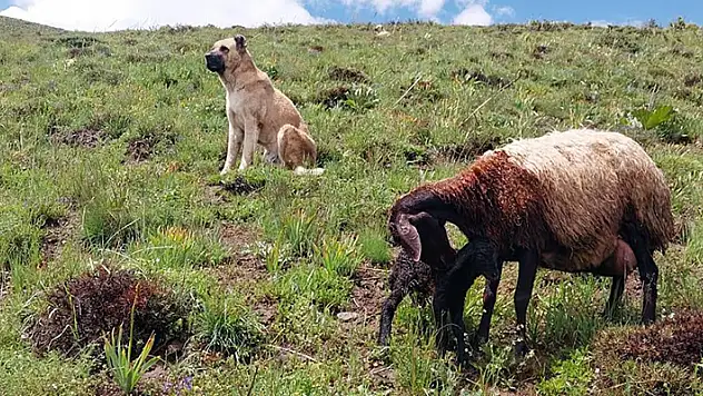 Kayıp sandıkları çoban köpekleri Kral'ı, yaylada doğum yapan koyunun yanında buldular
