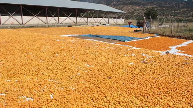 Kayısı ihracatı hız kesmiyor
