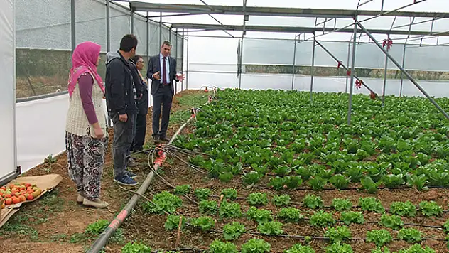 Kaymakam Sezgin, marul seralarını inceledi