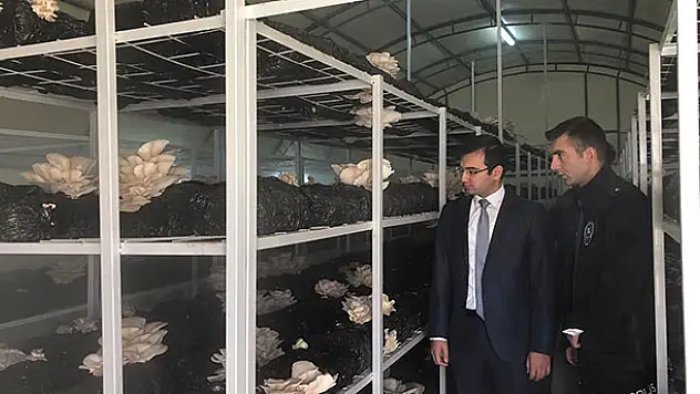 Kaymakam Taşkıran mantar üretim tesisini inceledi