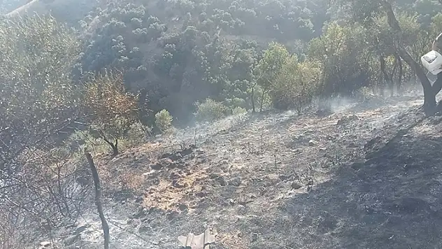 Kaynak yaparken zeytinliği yaktılar 2 gözaltı
