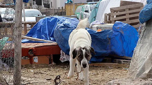 Kayseri'de köpeğin saldırdığı çocuk ağır yaralandı
